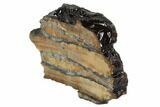 Mammoth Molar Slice With Case - South Carolina #95285-2